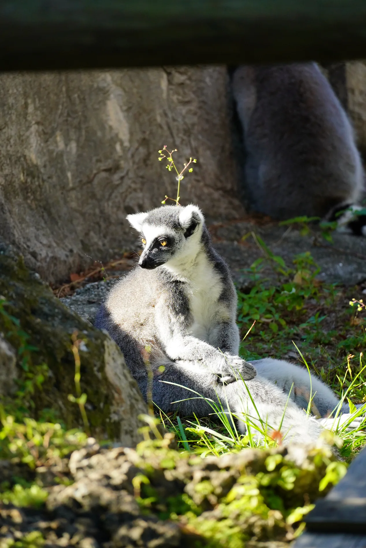 Ring-tailed lemur resting in a patch of sunlight